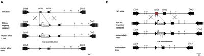 Increased Sociability in Mice Lacking Intergenic Dlx Enhancers